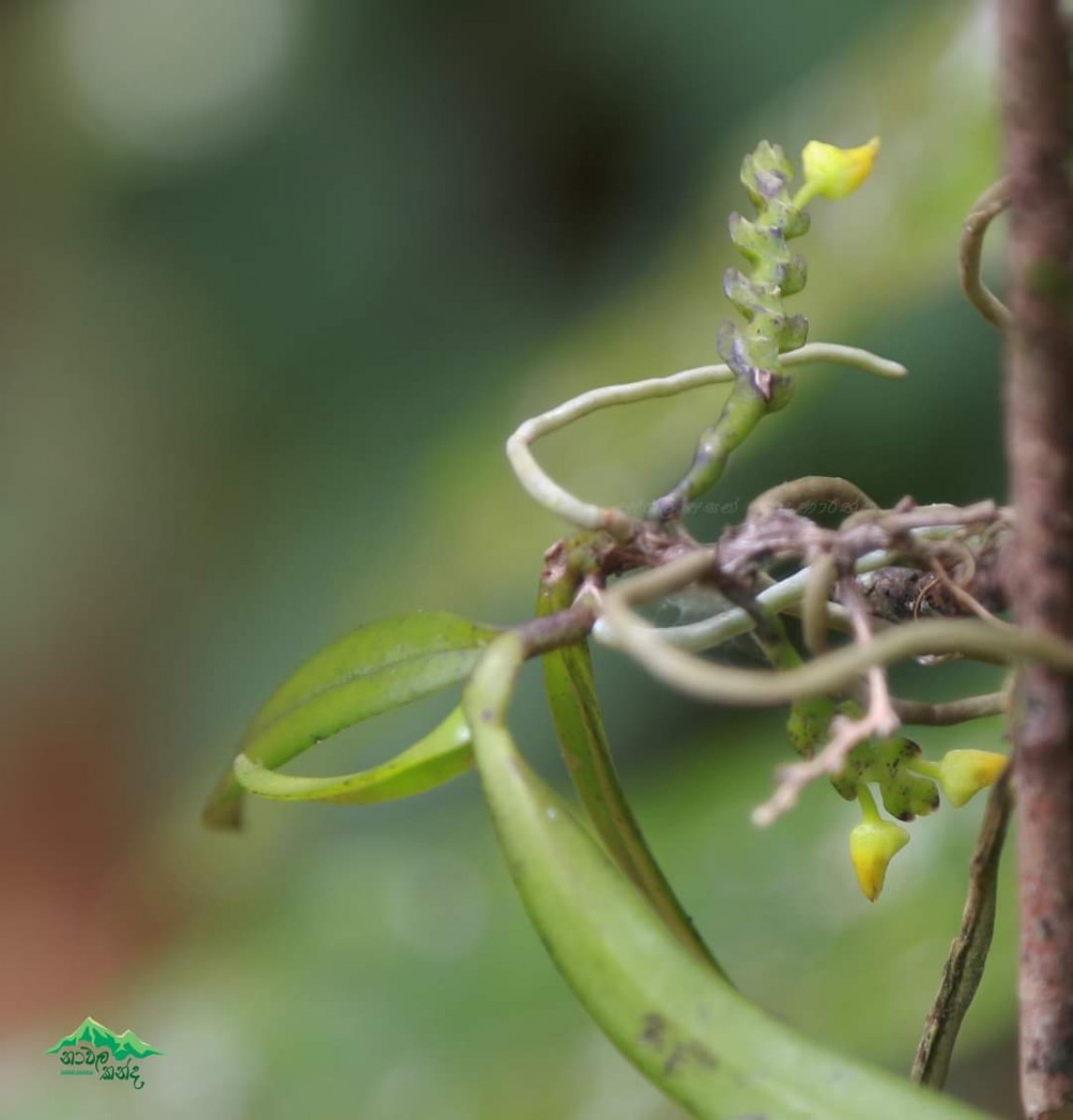 Thrixspermum walkeri Seidenf. & Ormerod